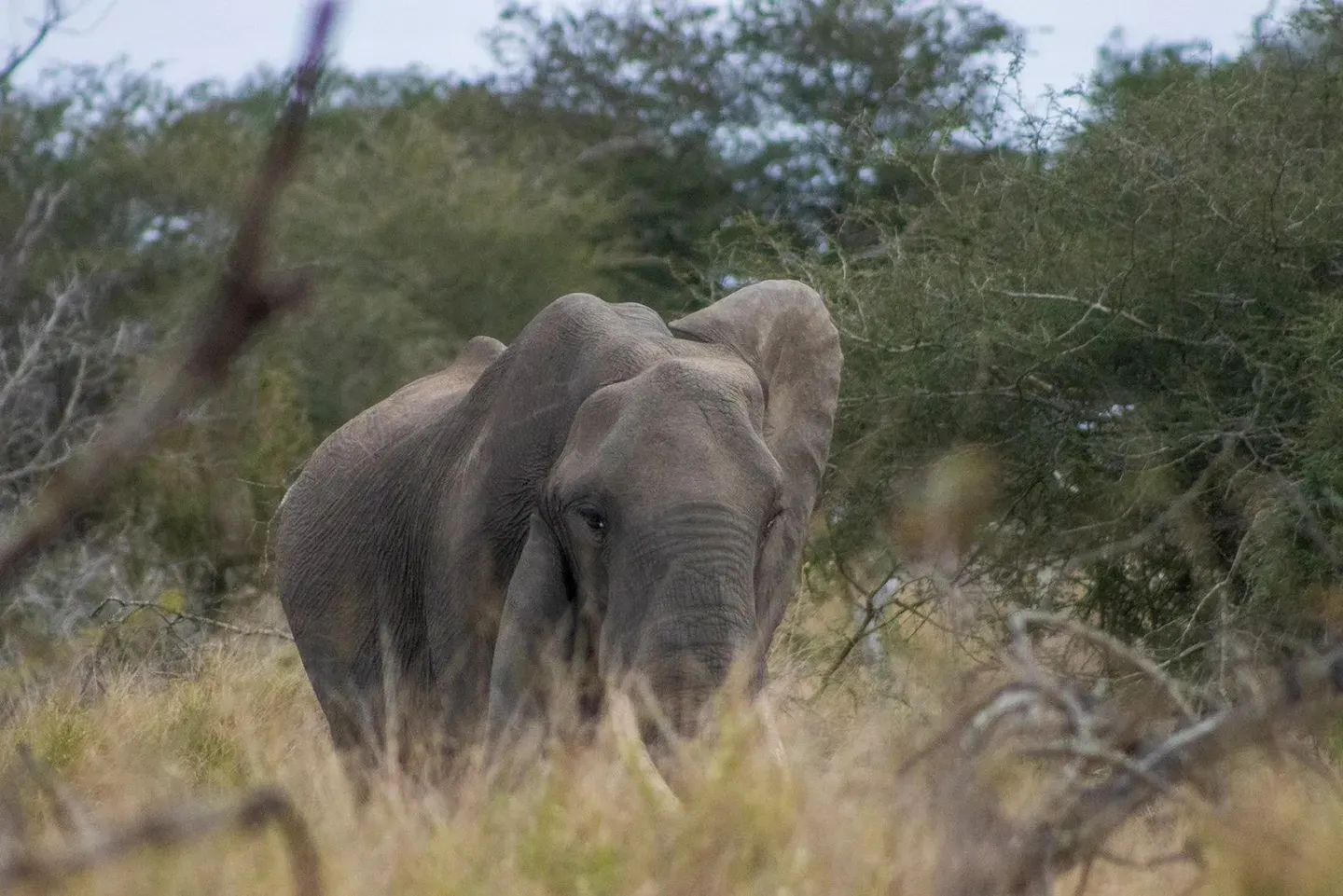 Photograph from A Kruger Adventure: Satara Rest Camp
