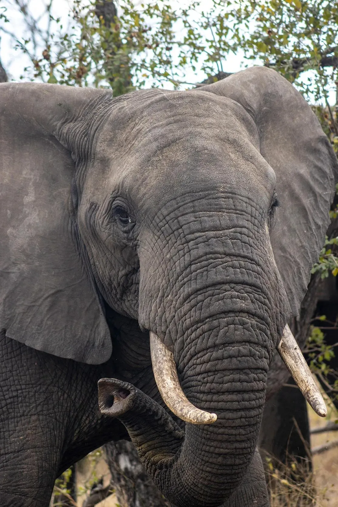 Photograph from A Kruger Adventure: Satara Rest Camp