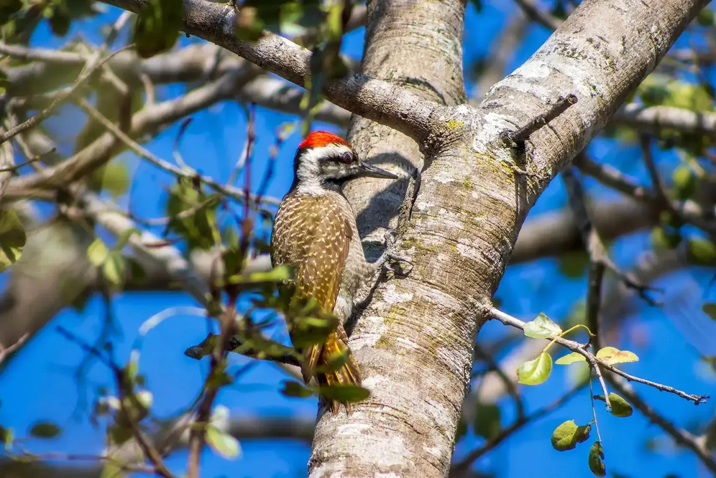 Photograph from A Kruger Adventure: Satara Rest Camp