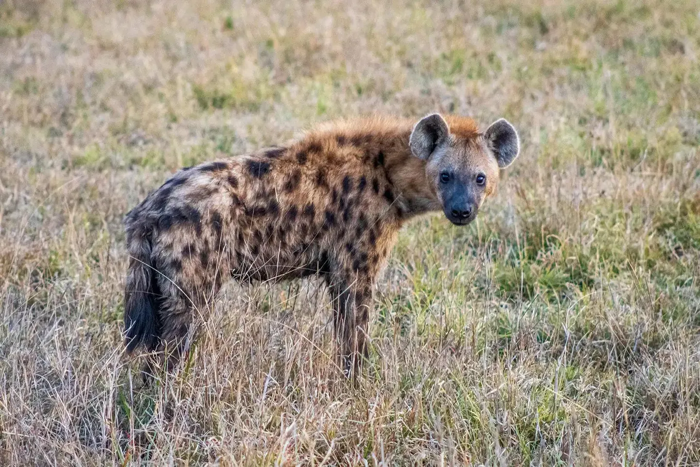 Photograph from A Kruger Adventure: Satara Rest Camp