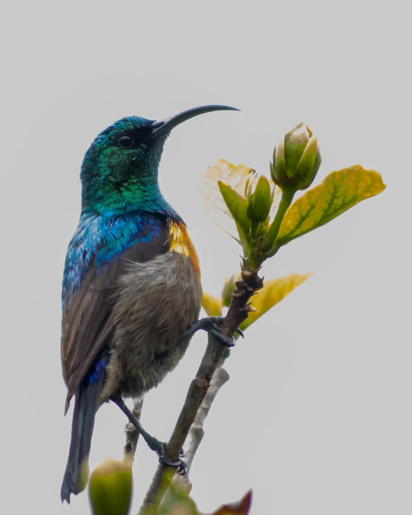 Sunbird