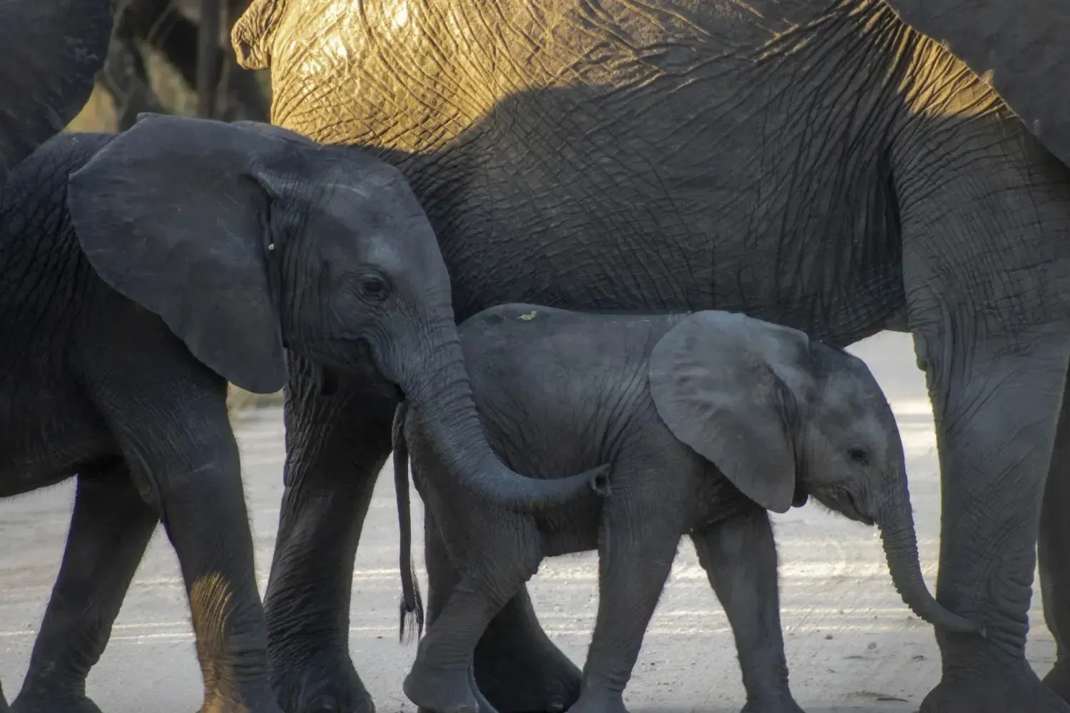 Elephant Troop
