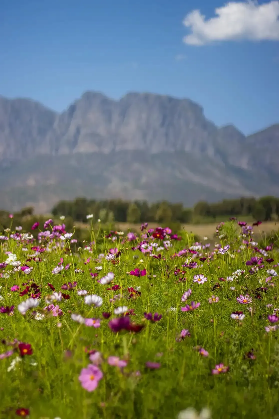 Wild flowers
