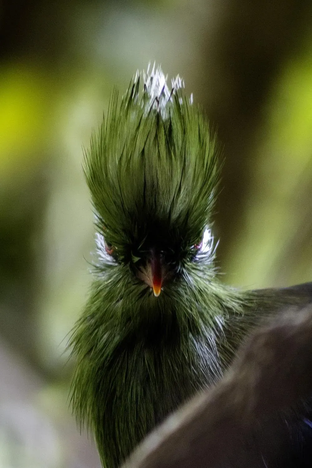 Loerie