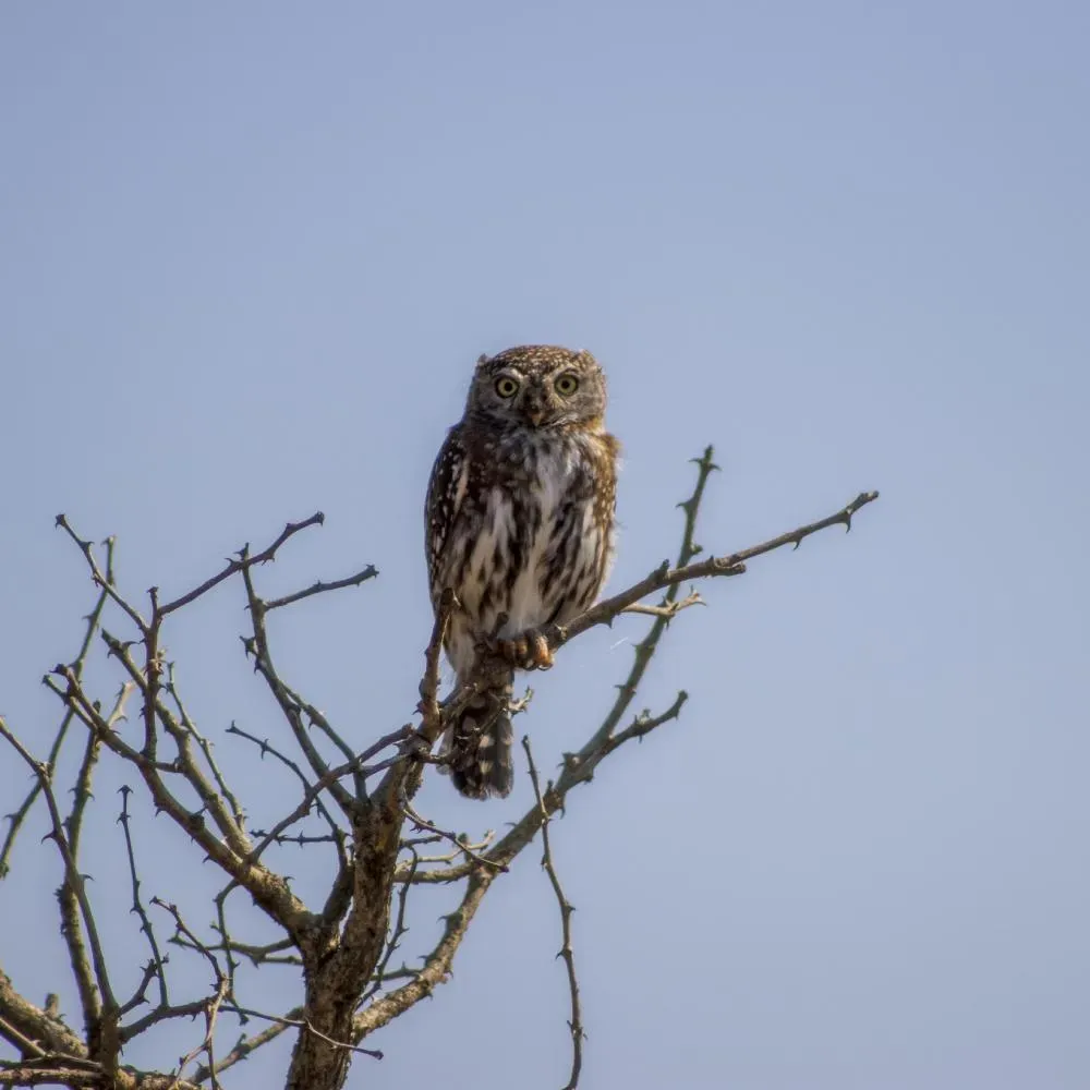 Pearl-Spotted Owlet