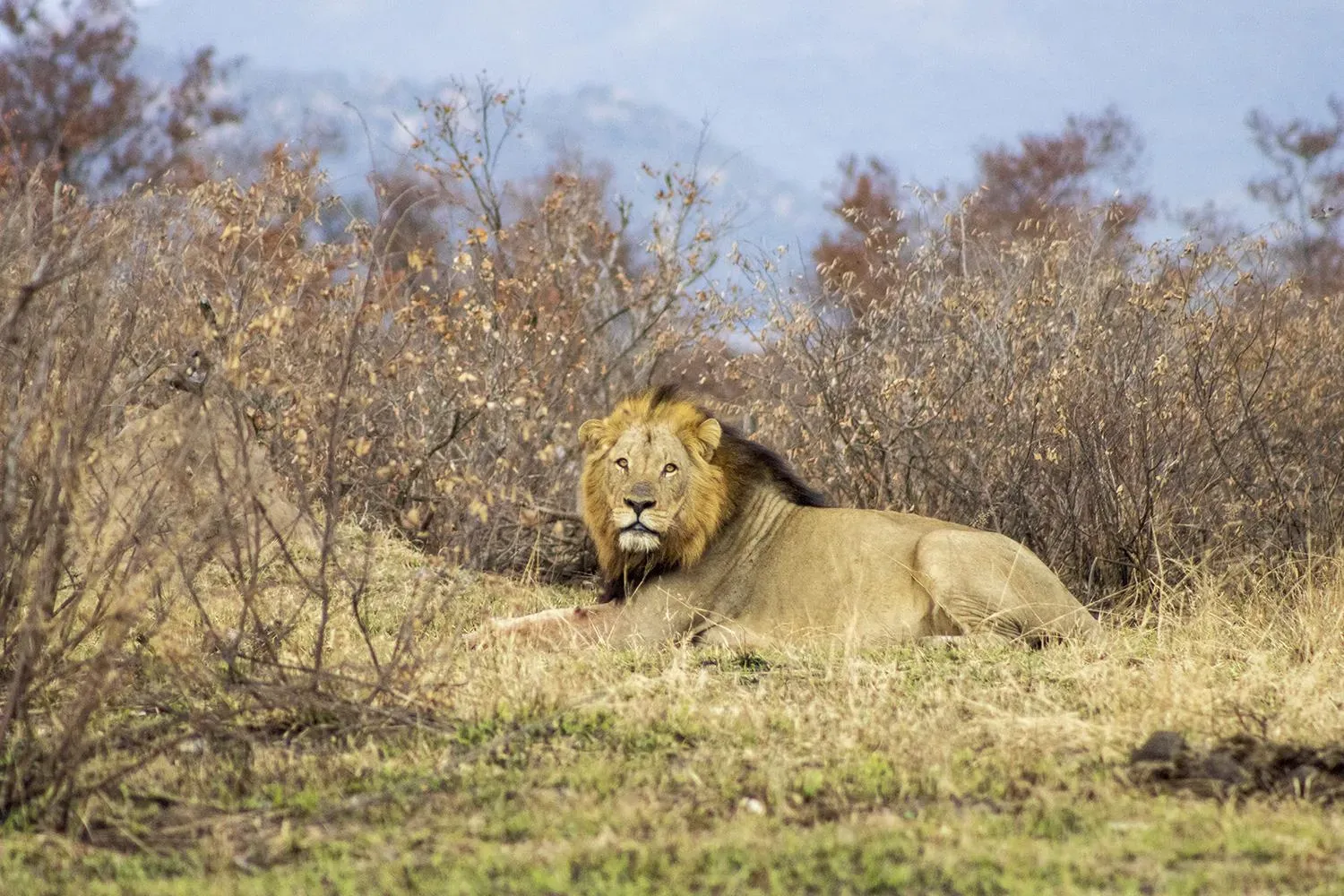 Lion