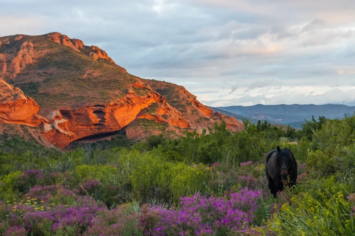 Under Dust and Stars: A Four-Day Horse Trail Through the Klein Karoo