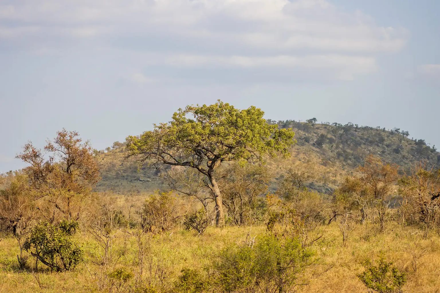 A Kruger Adventure: 24 hours at Berg-en-Dal Rest Camp