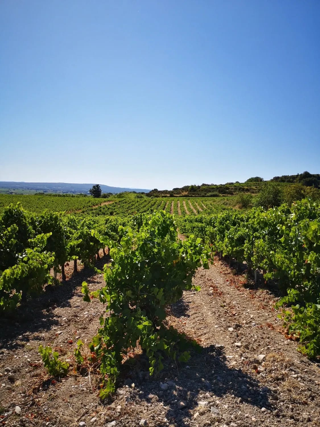 Photograph from Wine Tasting in Provence
