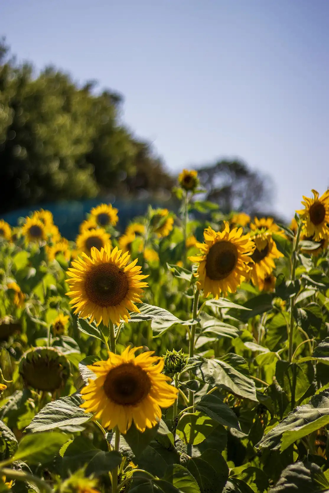 Photograph from Vergelegen Wine Estate: A Guide to its Grounds and Gardens