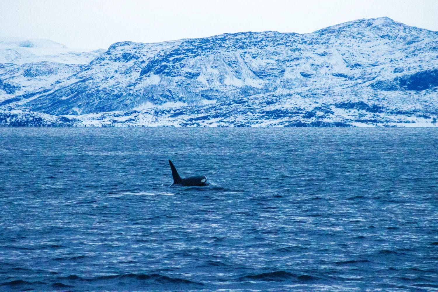 Photograph from Whales, Waves & Winter Lights: A Tromsø Travel Guide
