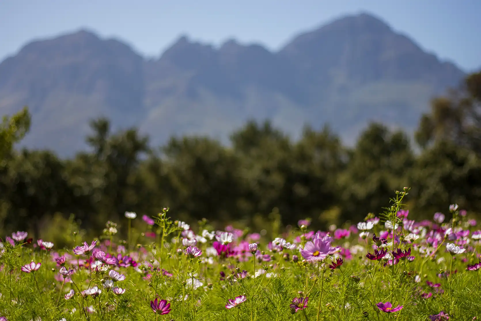 Photograph from Vergelegen Wine Estate: A Guide to its Grounds and Gardens