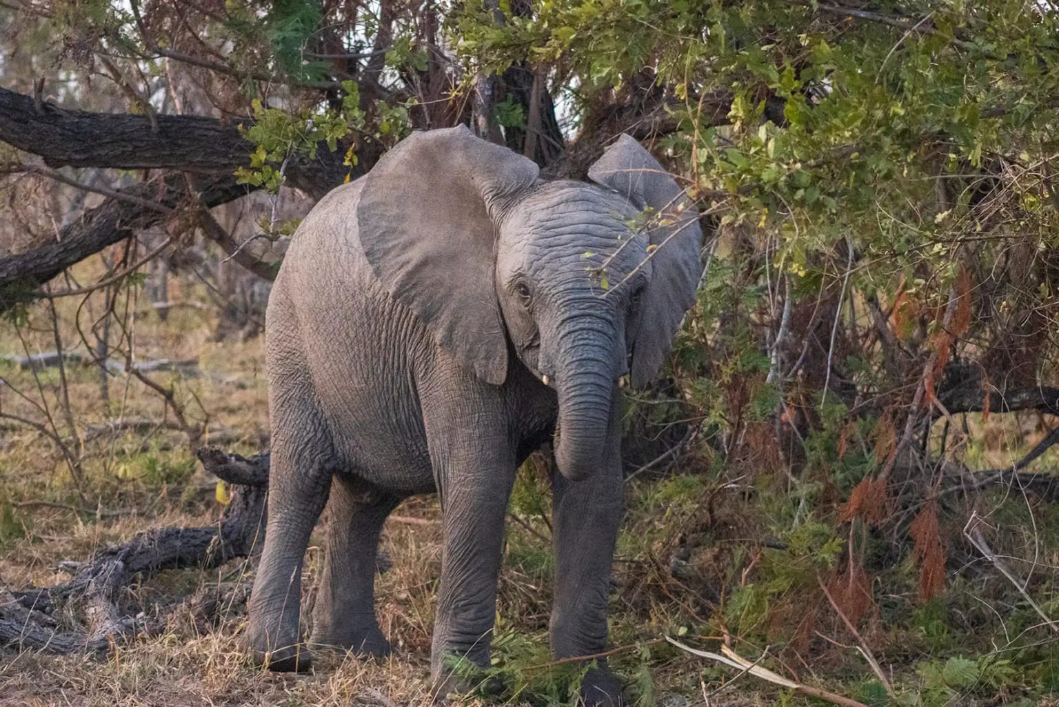 Photograph from A Kruger Adventure: 24 hours at Berg-en-Dal Rest Camp