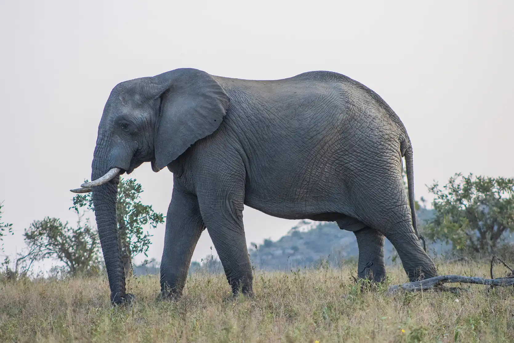 Photograph from A Kruger Adventure: 24 hours at Berg-en-Dal Rest Camp