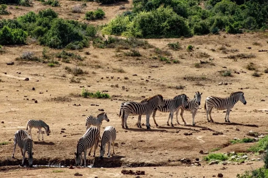 Photograph from Travel Memory: Encountering the Giants of the Garden Route
