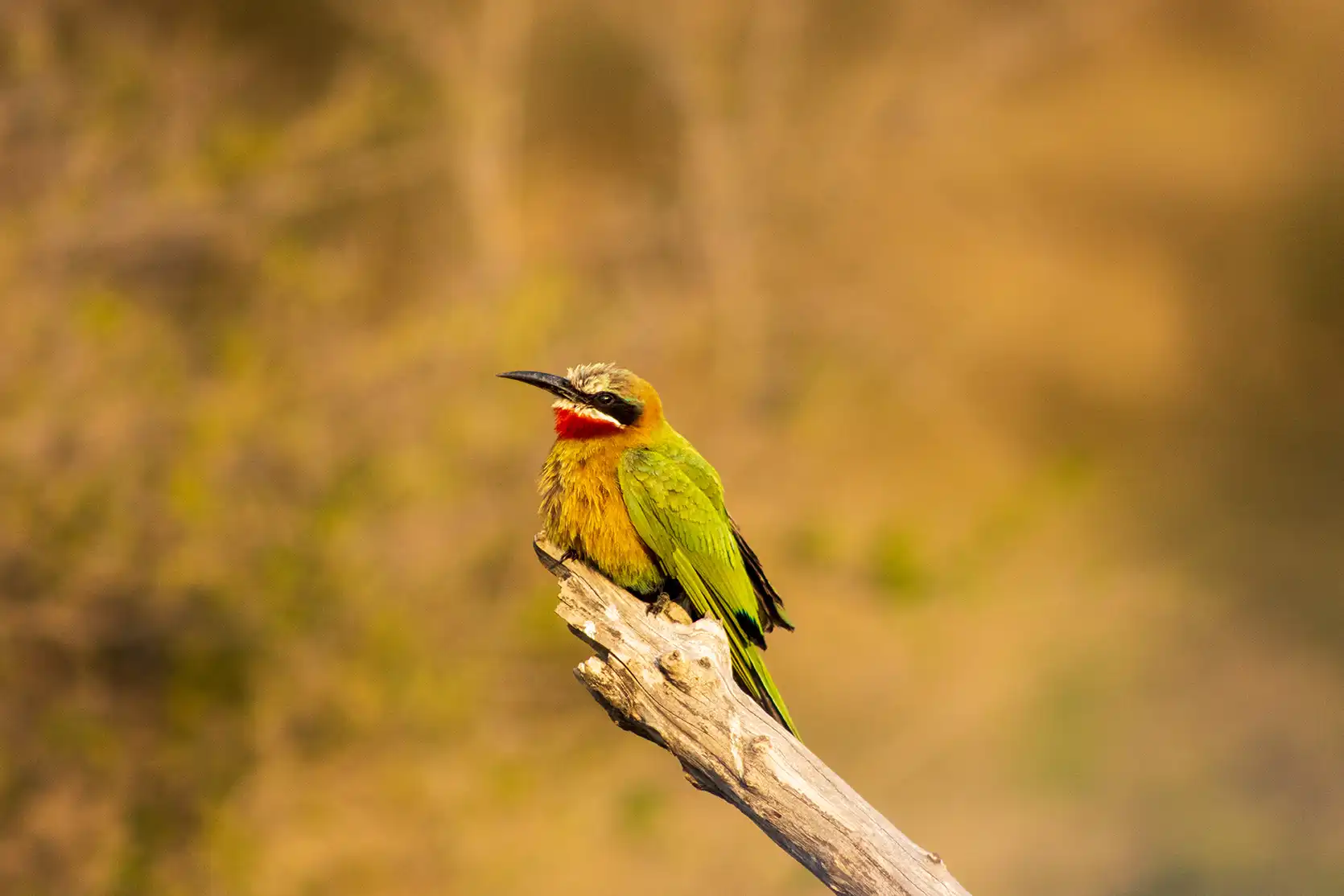 Photograph from A Kruger Adventure: 24 hours at Berg-en-Dal Rest Camp