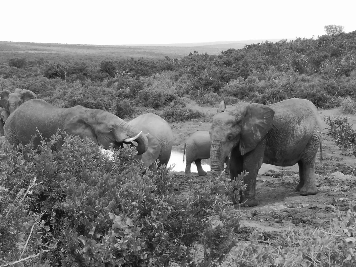 Travel Memory: Encountering the Giants of the Garden Route