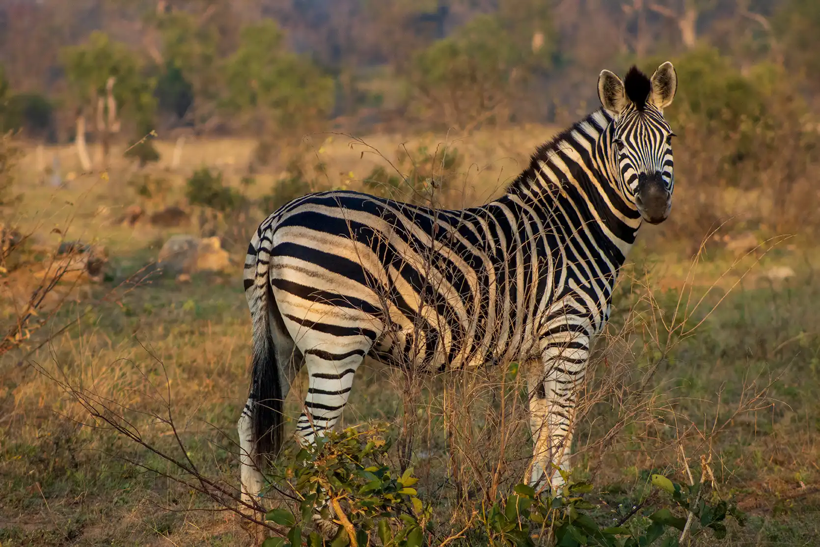 Photograph from A Kruger Adventure: 24 hours at Berg-en-Dal Rest Camp