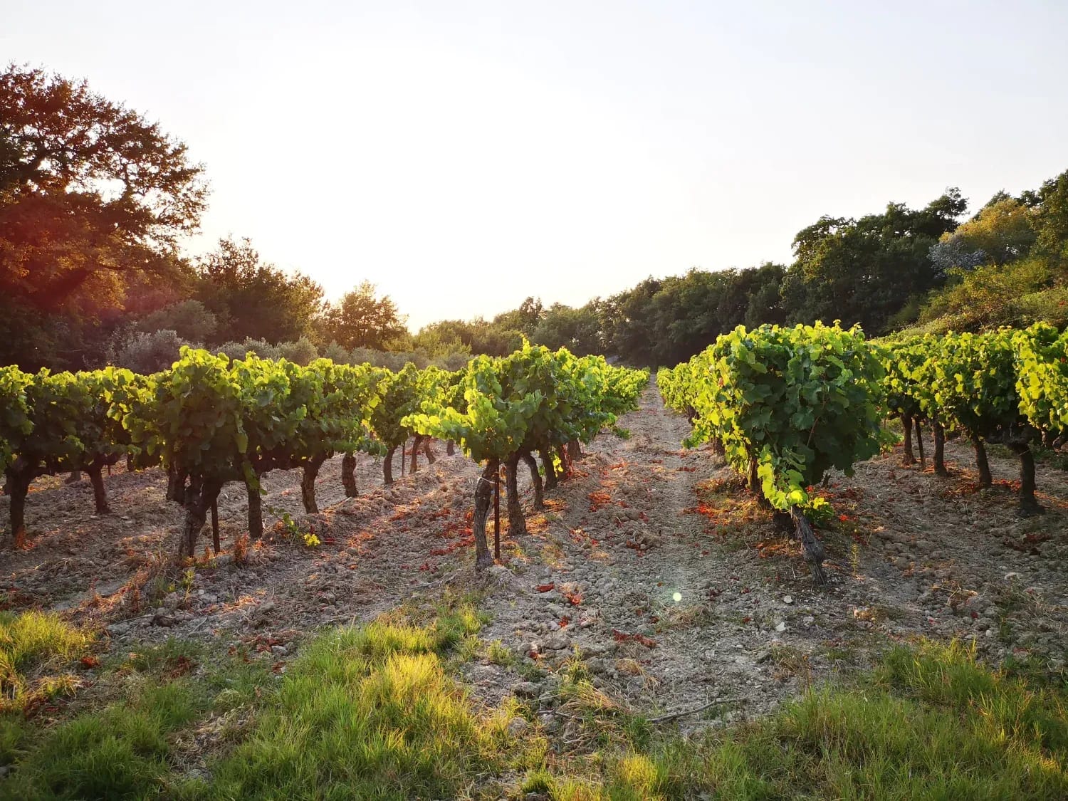 Wine Tasting in Provence