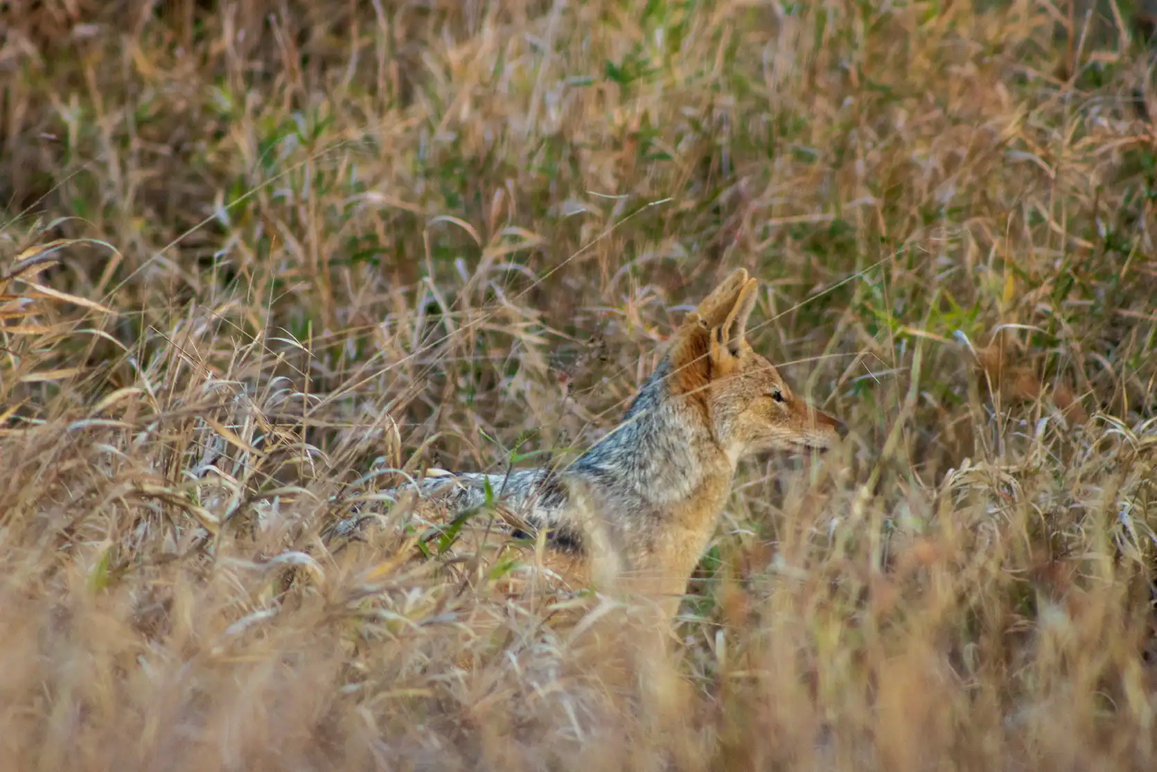 Photograph from A Kruger Adventure: 24 hours at Berg-en-Dal Rest Camp