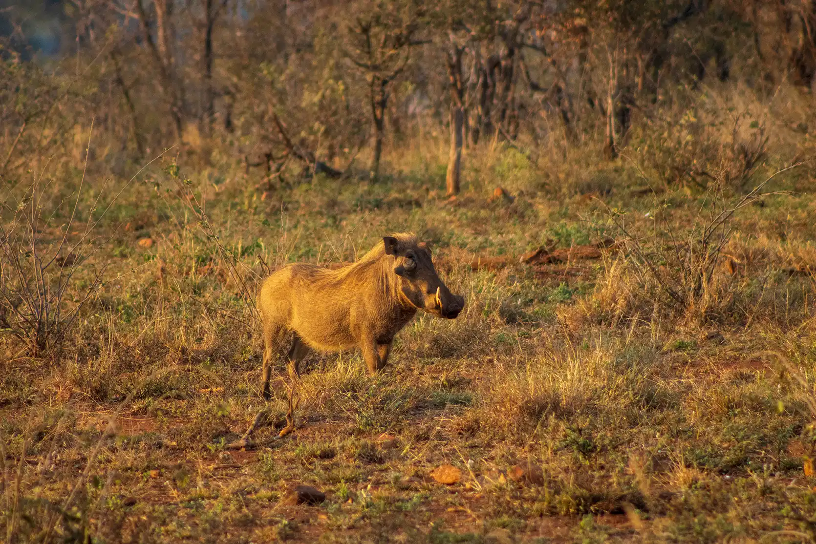 Photograph from A Kruger Adventure: 24 hours at Berg-en-Dal Rest Camp