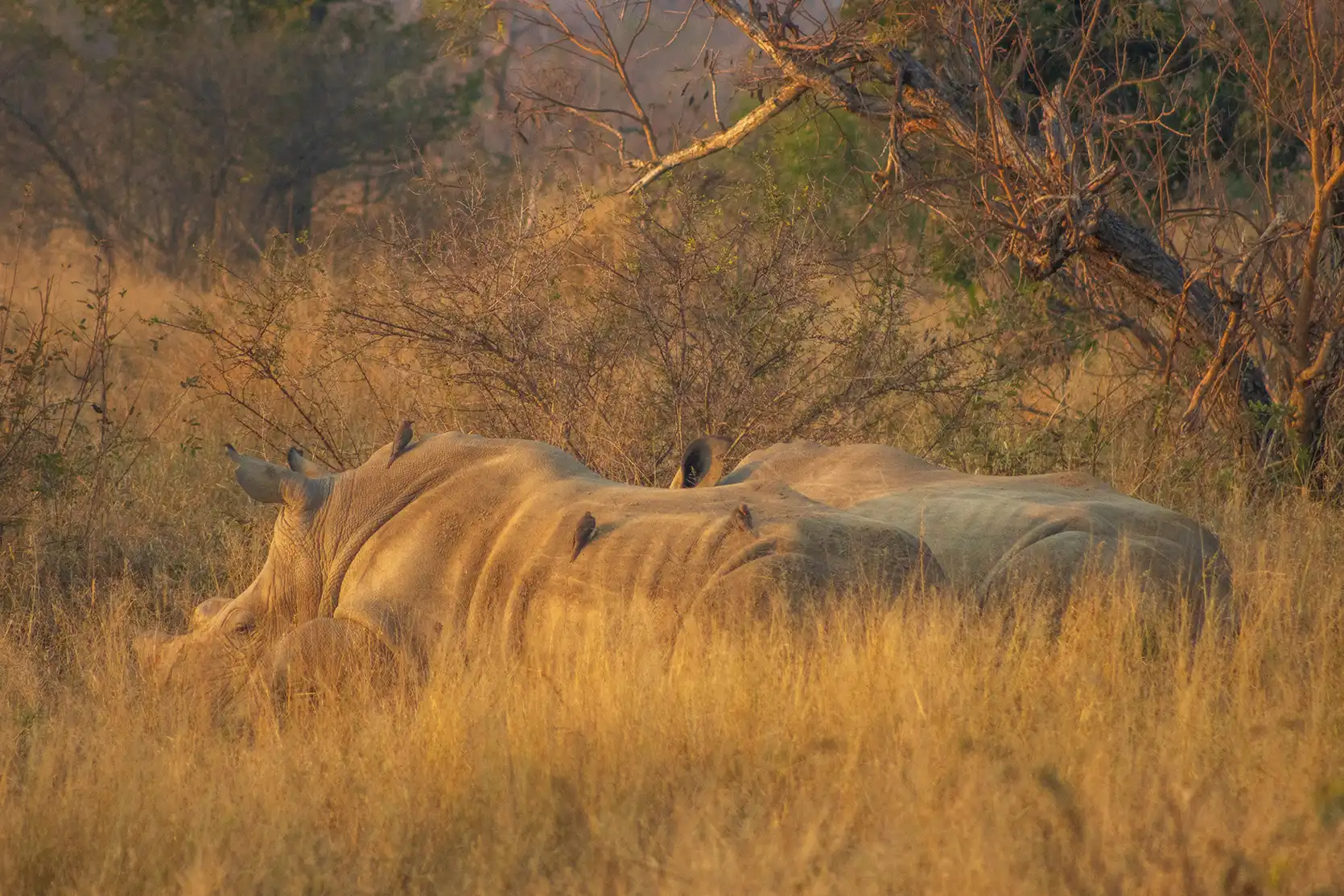 Photograph from A Kruger Adventure: 24 hours at Berg-en-Dal Rest Camp