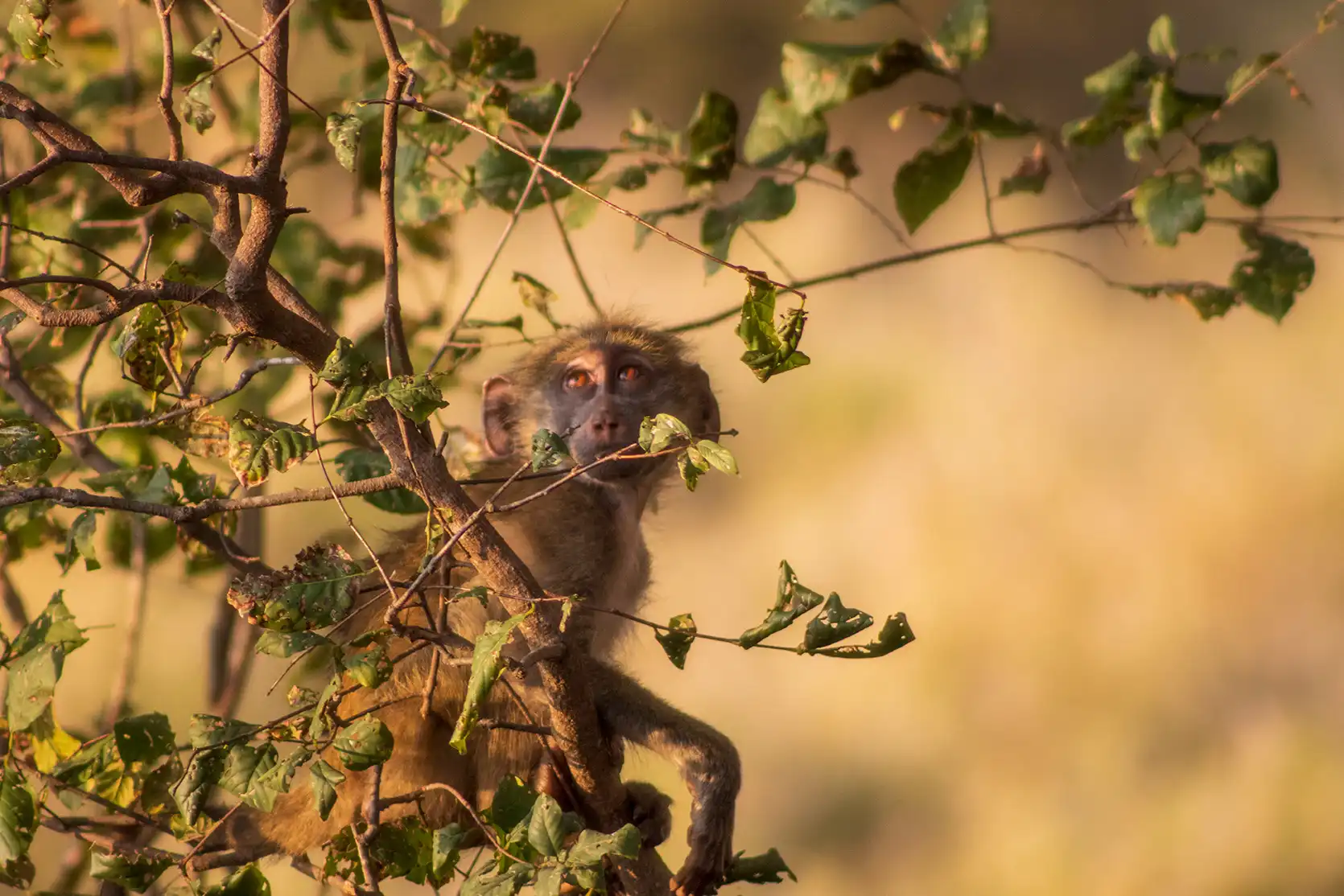 Photograph from A Kruger Adventure: 24 hours at Berg-en-Dal Rest Camp