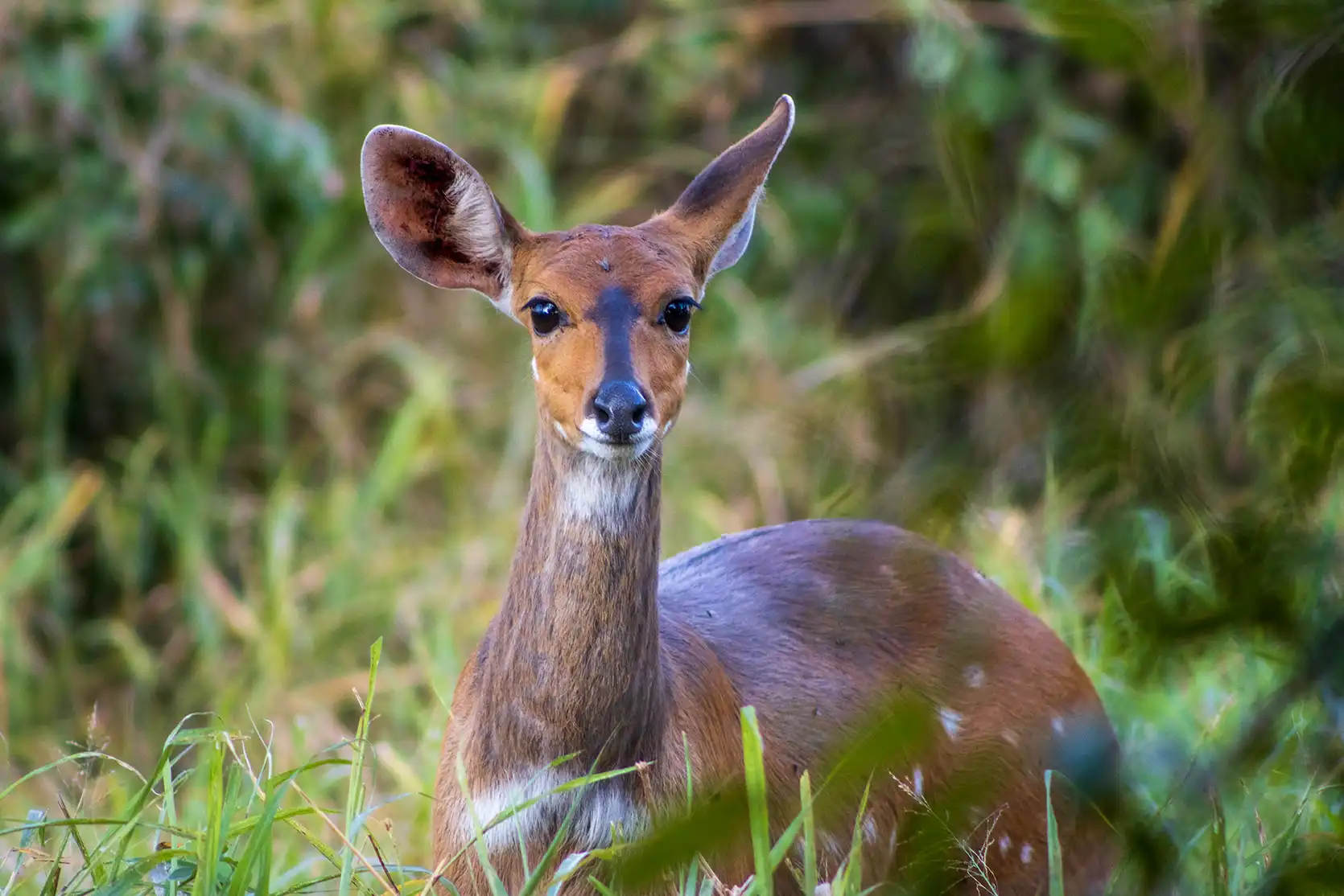 Photograph from A Kruger Adventure: 24 hours at Berg-en-Dal Rest Camp
