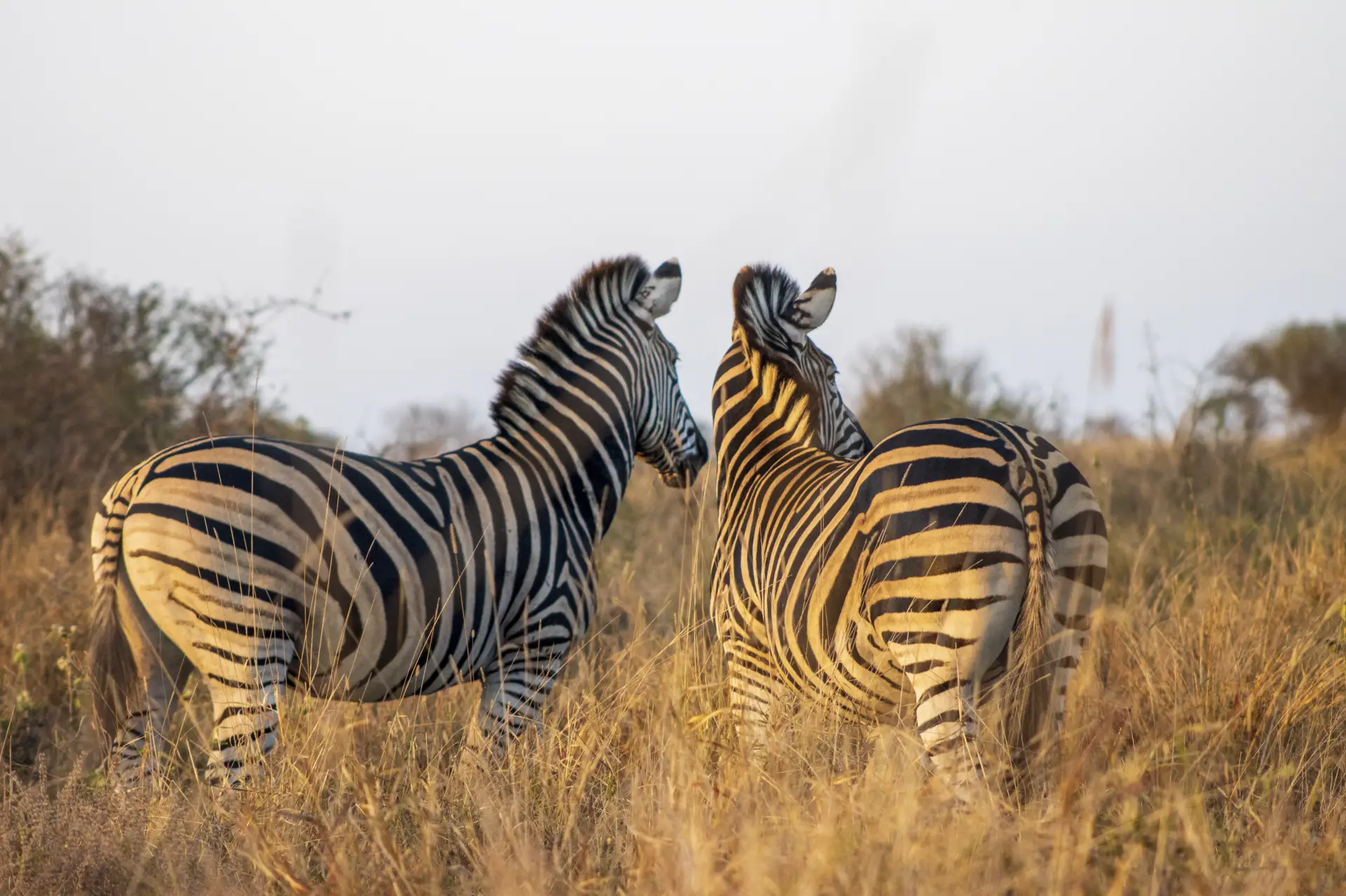 Picture of zebras in a field
