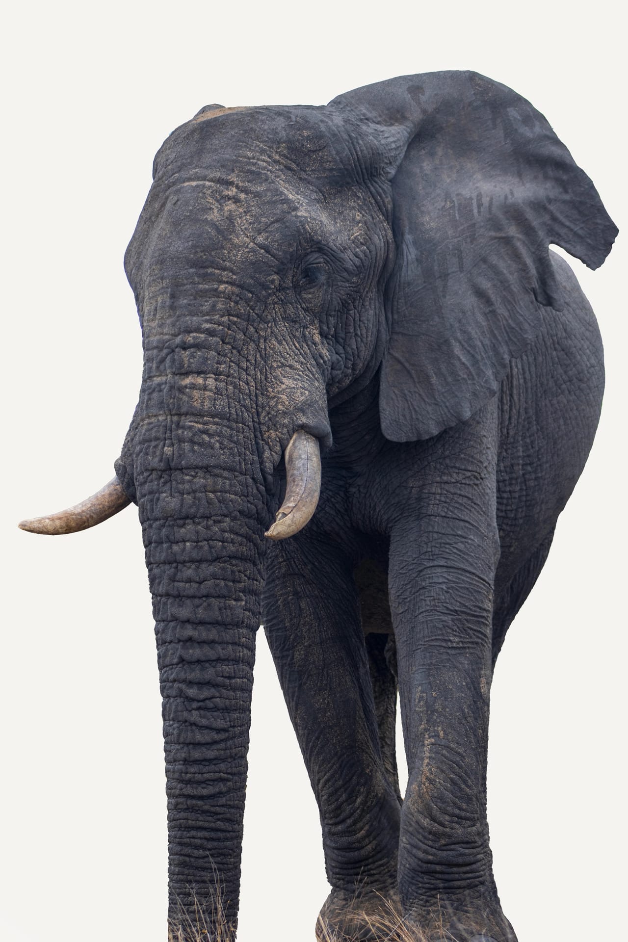 Elephant walking through the South African landscape