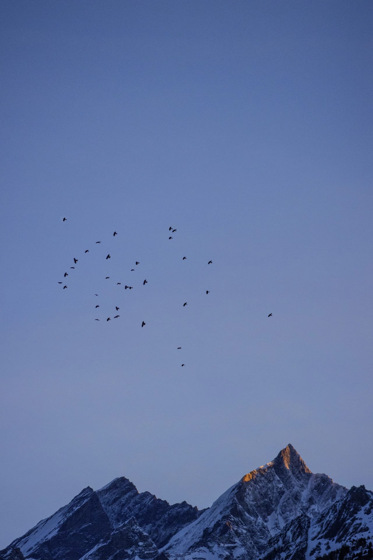 Flock of birds flying across the sky